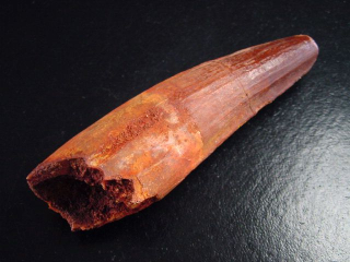 Spinosaurus Zahn - 8,3 cm - Spinosaurier Dinosaurier