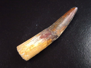 Spinosaurus Zahn - 8,4 cm - Spinosaurier Dinosaurier