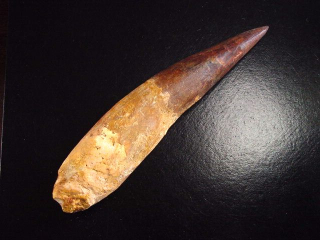 Preview: Spinosaurus Zahn - 15,2 cm - Spinosaurier Dinosaurier