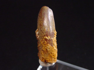 Diplodocus Zahn - 3,0 cm - Rebbachisaurus Dinosaurier