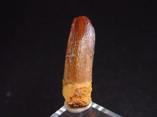 Diplodocus Zahn - 2,9 cm - Rebbachisaurus Dinosaurier