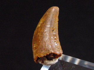 Deltadromeus Zahn - 1,5 cm - Raptor Dinosaurier