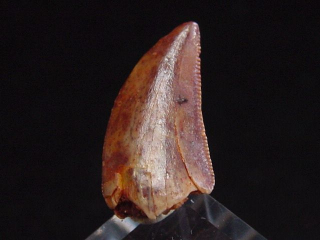 Deltadromeus Zahn - 1,4 cm - Raptor Dinosaurier