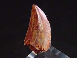 Preview: Deltadromeus Zahn - 1,4 cm - Raptor Dinosaurier