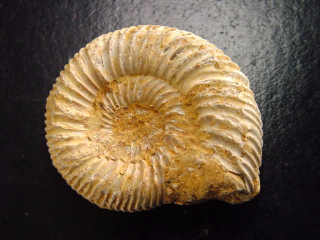 Ammonite 43 mm length 150 mio. years - France