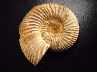 Ammonite 49 mm length 150 mio. years - France
