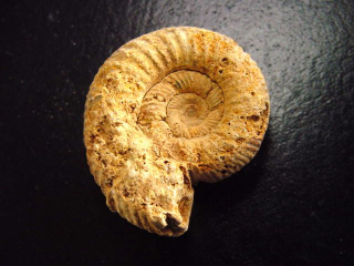 Ammonit 36 mm Länge 150 Mio. Jahre - Frankreich