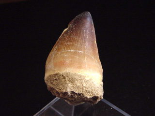 Mosasaurus Zahn - 4,6 cm - Mosasaurier Dinosaurier