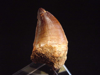 Preview: Mosasaurus Zahn - 5,1 cm - Mosasaurier Dinosaurier