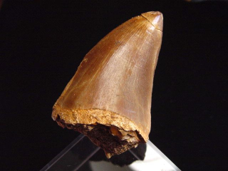 Mosasaurus Zahn - 5,8 cm - Mosasaurier Dinosaurier