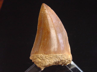 Preview: Mosasaurus Zahn - 5,8 cm - Mosasaurier Dinosaurier