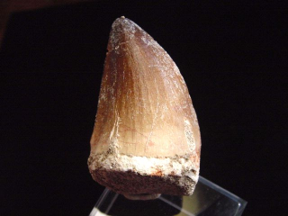 Mosasaurus Zahn - 5,2 cm - Mosasaurier Dinosaurier