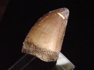 Preview: Mosasaurus Zahn - 5,2 cm - Mosasaurier Dinosaurier