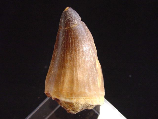 Mosasaurus Zahn - 5,0 cm - Mosasaurier Dinosaurier