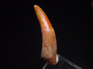 Pterosaurier Zahn - 4,4 cm - Siroccopteryx Pteranodon