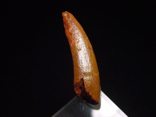 Pterosaurier Zahn - 3,6 cm - Siroccopteryx Pteranodon