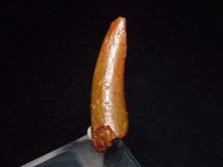 Preview: Pterosaurier Zahn - 3,6 cm - Siroccopteryx Pteranodon