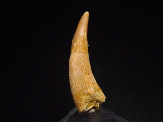 Pterosaurier Zahn - 4,0 cm - Siroccopteryx Pteranodon