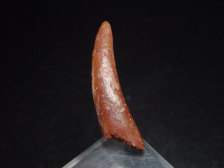 Preview: Pterosaurier Zahn - 3,7 cm - Siroccopteryx Pteranodon