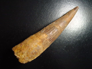 Spinosaurus Zahn - 12,1 cm - Spinosaurier Dinosaurier