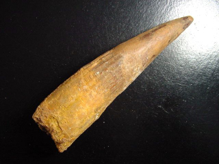 Preview: Spinosaurus Zahn - 12,1 cm - Spinosaurier Dinosaurier