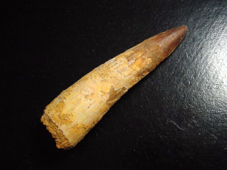 Spinosaurus Zahn - 8,0 cm - Spinosaurier Dinosaurier