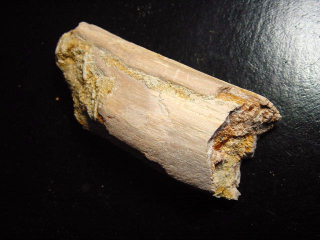 Spinosaurus Knochen Fossil - 7,6 cm - Spinosaurier Dinosaurier