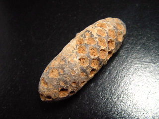 Fossiler Pinienzapfen 52 mm 35-50 Mio. Jahre - West Sahara, Marokko