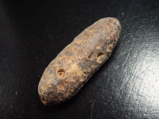 Preview: Fossiler Pinienzapfen 58 mm 35-50 Mio. Jahre - West Sahara, Marokko