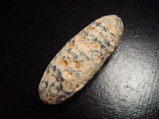 Fossiler Pinienzapfen 59 mm 35-50 Mio. Jahre - West Sahara, Marokko