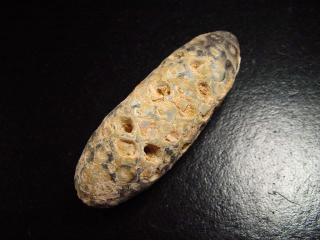 Preview: Fossiler Pinienzapfen 59 mm 35-50 Mio. Jahre - West Sahara, Marokko