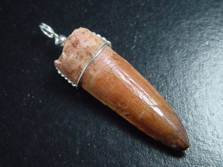 Spinosaurus tooth pendant 925 silver - 5,8 cm - Spinosaur Dinosaur