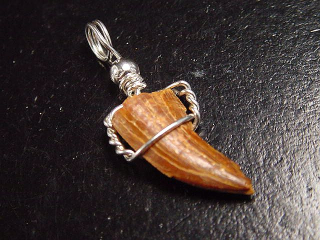 Carcharodontosaurus tooth pendant 925 silver - 3,2 cm - Carcharodontosaur Dinosaur