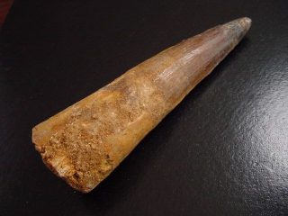 Spinosaurus Zahn - 10,5 cm - Spinosaurier Dinosaurier