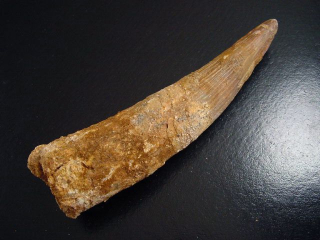 Spinosaurus Zahn - 12,1 cm - Spinosaurier Dinosaurier