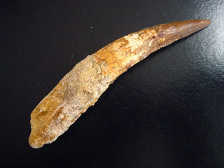 Spinosaurus Zahn - 12,5 cm - Spinosaurier Dinosaurier