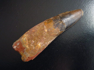 Spinosaurus Zahn - 10,7 cm - Spinosaurier Dinosaurier