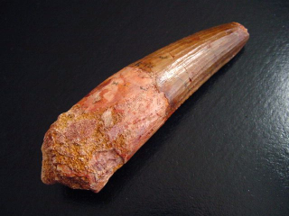 Spinosaurus Zahn - 9,1 cm - Spinosaurier Dinosaurier