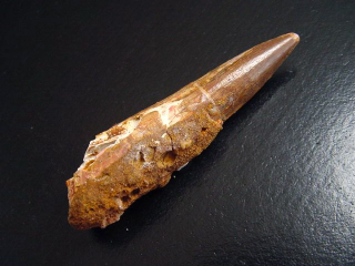 Preview: Spinosaurus Zahn - 7,3 cm - Spinosaurier Dinosaurier