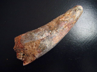 Spinosaurus Zahn - 11,0 cm - Spinosaurier Dinosaurier B-Qualität