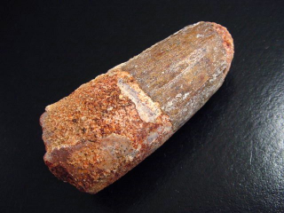 Spinosaurus Zahn - 6,8 cm - Spinosaurier Dinosaurier B-Qualität