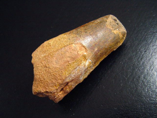 Spinosaurus Zahn - 5,7 cm - Spinosaurier Dinosaurier B-Qualität