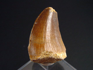 Mosasaurus Zahn - 3,9 cm - Mosasaurier Dinosaurier