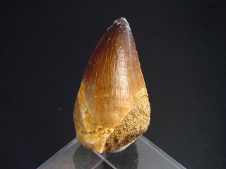 Mosasaurus Zahn - 4,7 cm - Mosasaurier Dinosaurier