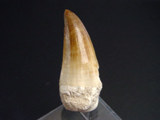 Mosasaurus Zahn - 4,9 cm - Mosasaurier Dinosaurier
