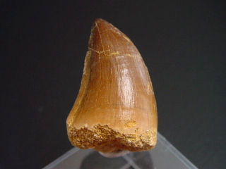 Mosasaurus Zahn - 4,1 cm - Mosasaurier Dinosaurier