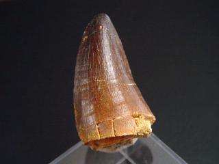 Mosasaurus Zahn - 4,5 cm - Mosasaurier Dinosaurier