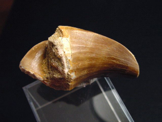 Mosasaurus Fossil zwei Zähne - 5,1 cm - Mosasaurier Dinosaurier