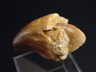 Preview: Mosasaurus Fossil zwei Zähne - 5,1 cm - Mosasaurier Dinosaurier