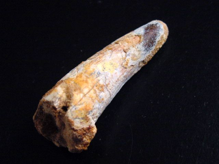 Spinosaurus Zahn - 5,7 cm - Spinosaurier Dinosaurier B-Qualität